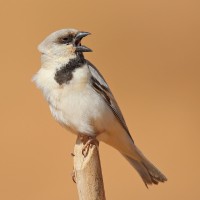 Desert Sparrow